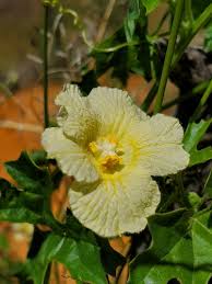 Image result for Rhynchosia tricuspidata