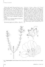 Image result for Sopubia mannii