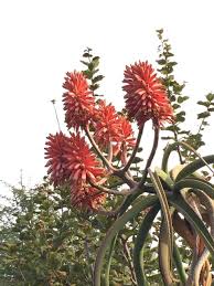 Image result for Aloe barendii