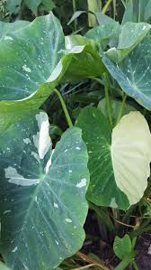 Image result for Olax pentandra