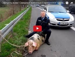 Картинки по запросу видео приколы