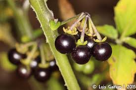 Image result for Solanum chenopodioides