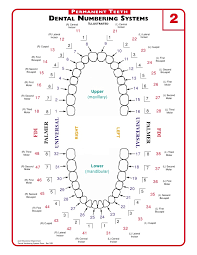 curious dental chart with teeth numbers canadian teeth