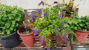 Werkzeug und baumaterial für profis und heimwerker. Care Of Duranta Plant Fun Gardening Youtube