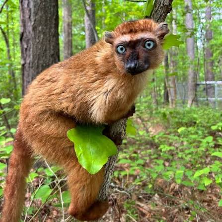 Blue-eyed black lemur matriarch Leigh and her family out in the forest for  the first time this summer 🥰 Eight-year-old Leigh, nine-year-old Lincoln,  and their two-year-old son McAvoy free-ranged this morning for