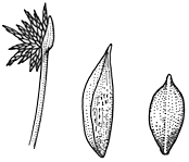 Image result for Isolepis prolifera