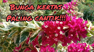 Bentuknya berupa pohon kecil yang sukar tumbuh tegak. Bougenville Singapore Variegata Berbunga Lebat Jembatan Pelangi Biting Badegan Kab Ponorogo Youtube