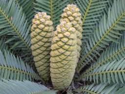 Image result for Encephalartos lebomboensis