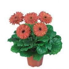 Image result for Gerbera jamesonii