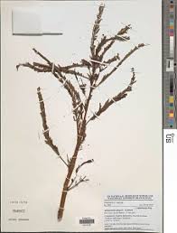 Image result for Aeschynomene afraspera