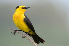 El Tordo Amarillo Regreso A Los Esteros Del Ibera Pajaros Amarillos Pajaro Amarillo Aves De Compania