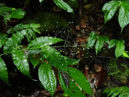 Image result for Panicum brevifolium