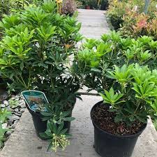 Image result for Pieris japonský debutante obrázek