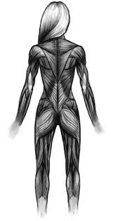 Anatomy of the human body. Muscle Drawing Back Side Human Figure Drawing Human Anatomy Drawing Female Anatomy Reference