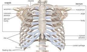 The whole bone structure of the body is called the skeleton. Getting To The Bottom Of Rib Cage Pain Nydnrehab Com