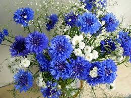 Irina Zhdanyuk Patronina Flower Seeds Chrysanthemum Flower Seeds Bonsai Flower