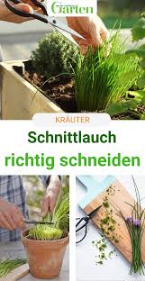 Krauter Schneiden Schnittlauch Gardening For Beginners Easy Plants Indoor Garden