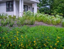 Image result for Chamaeclitandra