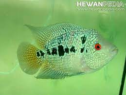 Jika anda masih berpikir seperti ini, segera hilangkan. 4 Ciri Utama Anakan Ikan Louhan Kualitas Terbaik Hewanpedia