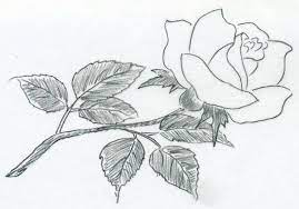 Printable, and download it to your computer. Cool Pictures To Draw Great Facial Images As A Challenge Decor10 Blog Easy Drawings Pictures To Draw Roses Drawing