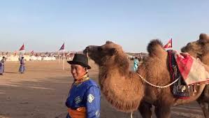 Hepatoprotective activity of whole plant extract of leptadenia pyrotechnica against paracetamol induced damage in rats. The Camel Genetic Resource Cgnr Sustainable Farming For Food And Health