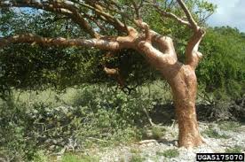 Image result for Burseraceae
