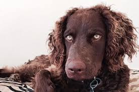 Find the latest listing of curly coated retriever dogs for adoption. 110 Best Curly Coated Retriever Dog Names The Paws
