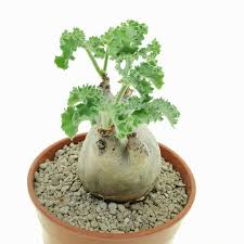 Image result for Cyphostemma saxicola