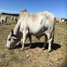 Added to list add to my list added my list. Brahman Cattle For Sale Buy Live Cattle And Goats For Sale Dairy Cattle And Holstein Heifers For Sale Dairy Cattle Livestock Product On Alibaba Com