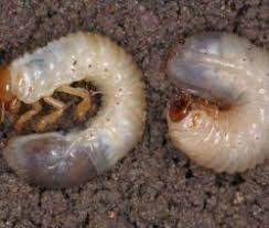 Engerlinge Die Kaferlarven Bestimmen Bekampfen Plantura In 2020 Engerlinge Schadlinge Im Garten Garten Ideen Gemuse