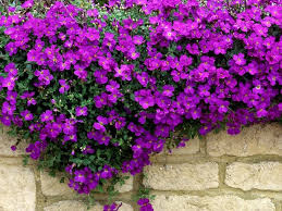 Our wallflower collection is rich with vibrant purple, red and yellow flowers. Wallflowers Aubrieta And Saxifraga The Joy Of Plants