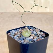 Image result for Schizobasis intricata