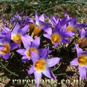 Image result for Cyanastrum johnstonii