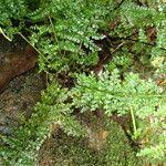 Image result for Asplenium abyssinicum