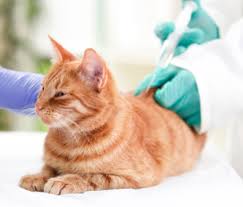 She is also a member of the feline nutrition education. Diabetic Emergencies Preventing And Treating Hypoglycemia In Dogs And Cats