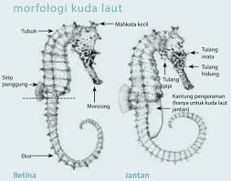 Sudah tentu, pembiakan kuda adalah kerja keras yang memerlukan banyak wang, baik bahan dan fizikal. Kkp Kementerian Kelautan Dan Perikanan
