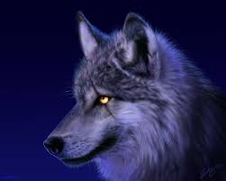 Wolf Pictures Wild Wolf Hayvan Hayvanlar Resimler