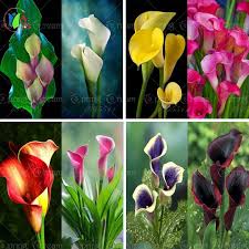 Flower Seeds 200 Bonsai Colorful Calla Lily Seed Rare Plants Flowers Home Gardening Diy Flower Seeds For Home G Blumensamen Seltene Pflanzen Garten Pflanzen
