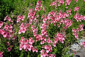 Image result for Diascia