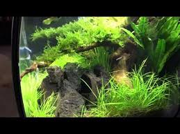 Bisa tanya2 los dol wa 085330710100. Pets Animals Videos Aquatic Videos