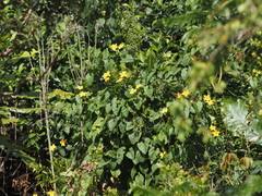 Image result for Cogniauxia