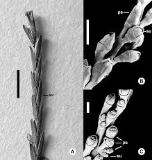 Image result for Digitaria gymnostachys