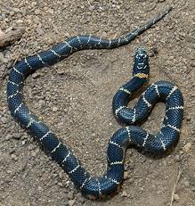 Snakes are removed from harms way and returned to nearby areas away from human habitation. Snakes Of Virginia
