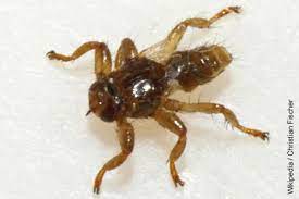 dieses exemplar fand sich im menschlichen kopfhaar nach einem ausflug und weist nurmehr flugelreste auf ob die flugel aktiv v fliege hirsch pferde und hunde