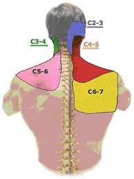 We did not find results for: C5 C6