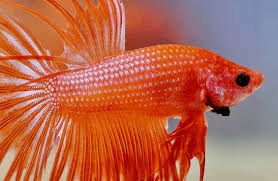 We feed pellets, gel food, and a variety of frozen. Betta Fish Feeding Keeping Them Fed And Happy Betta Fish Home Guide