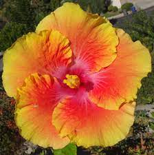Pin On Hibiscus