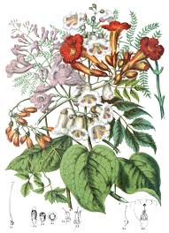 Image result for Bignoniaceae