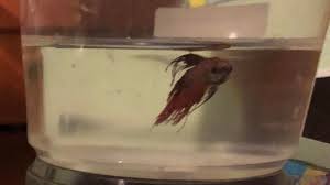 Maybe you would like to learn more about one of these? Petition Stop Betta Fish From Being Sold At Walmart Enforce Walmart To Take Better Care Of Bettas Change Org