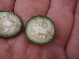 Image result for Oxyanthus speciosus